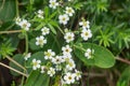 Flowering Spurge Ã¢â¬â Euphorbia corollata